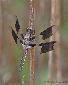 Plathemis lydia, male